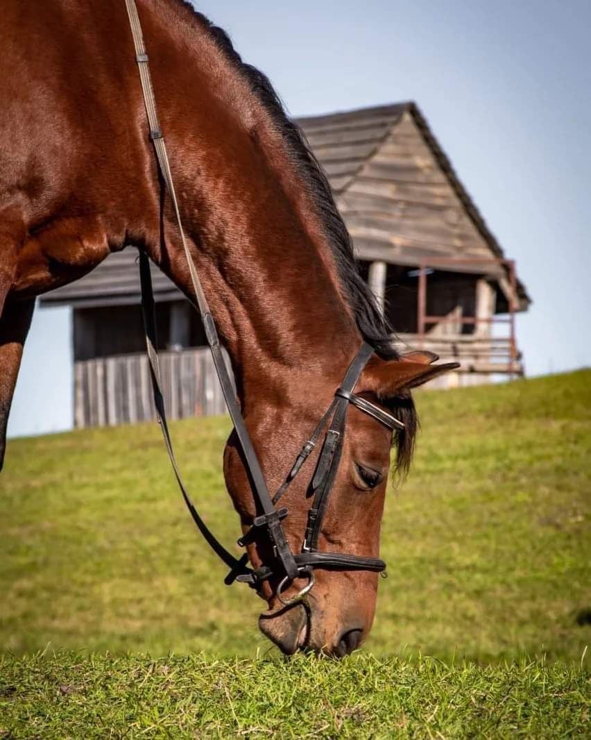 Hotel gallery photo - 15