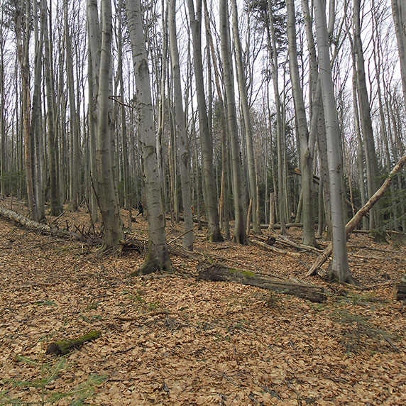 Ліс біля села Орів