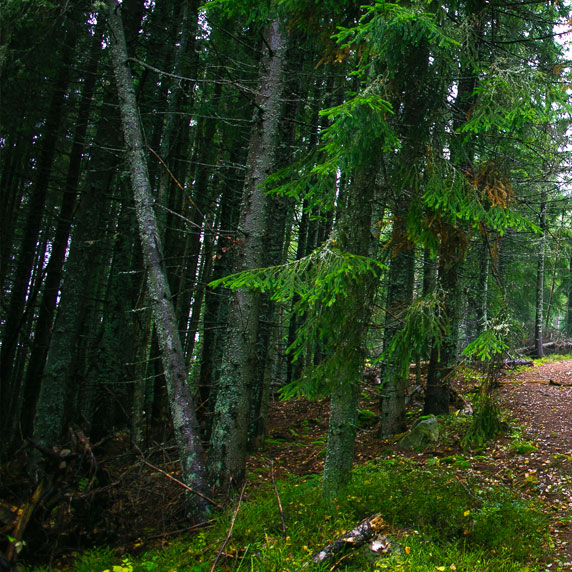 Лес возле Ворохты в Карпатах